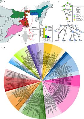 Unraveling the Basis of Neonicotinoid Resistance in Whitefly Species Complex: Role of Endosymbiotic Bacteria and Insecticide Resistance Genes